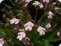 Habenaria rhodocheila pink
